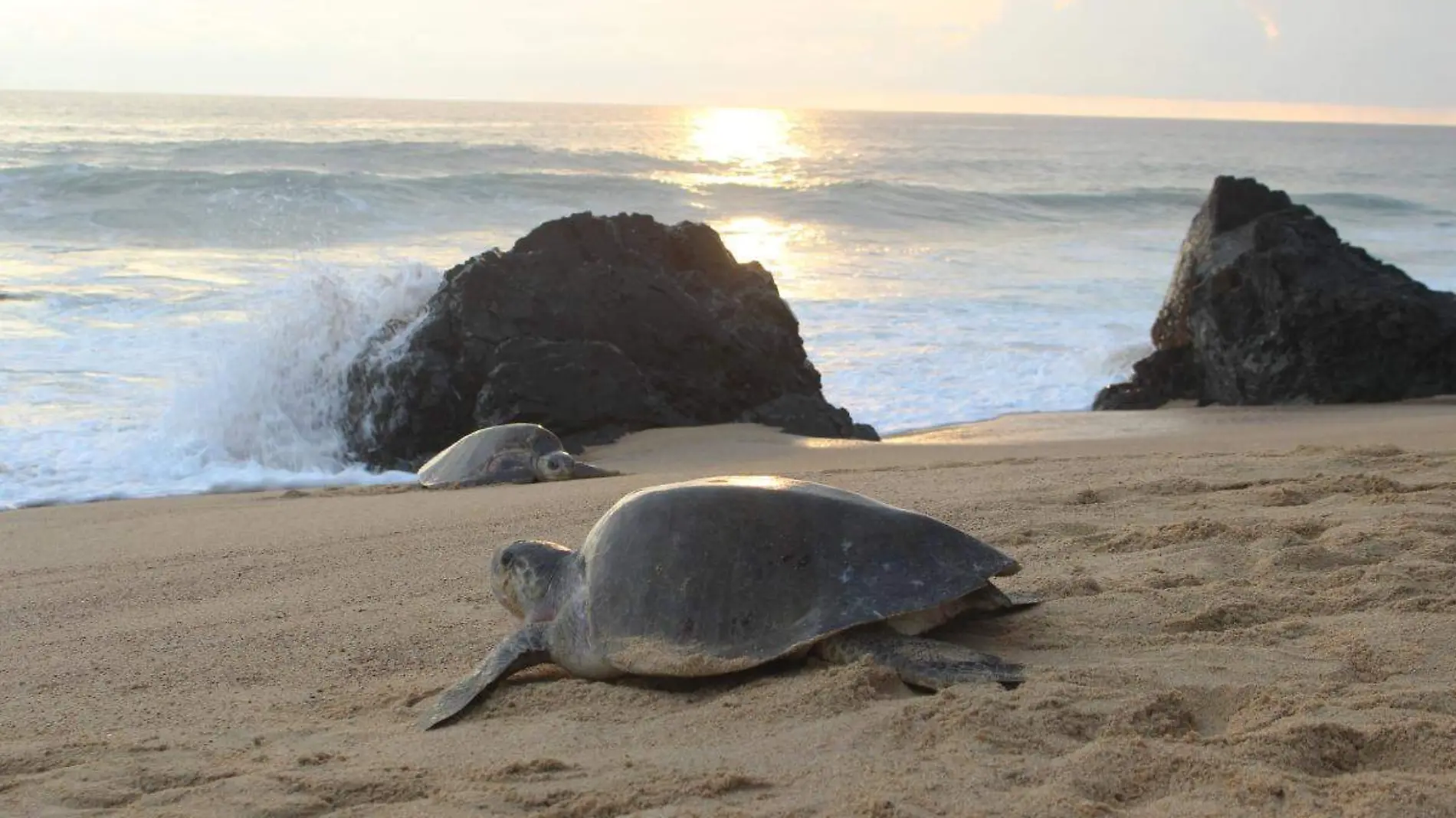 tortugas marinas